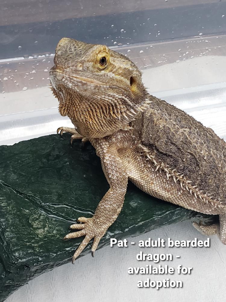 Pat the Dragon